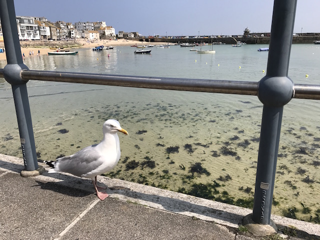 All The Stations: seagull at St Ives